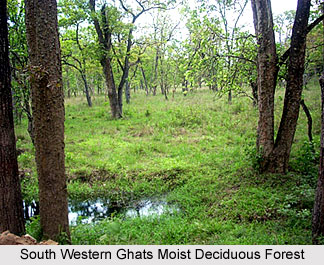 Forests in Southern India