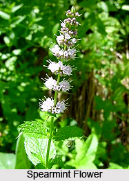 Spearmint