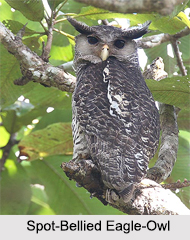 Indian Owls