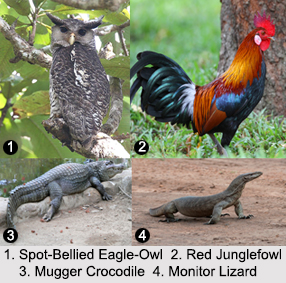 Indian Wildlife