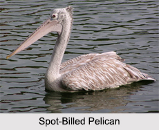 Indian Pelicans, Indian Birds