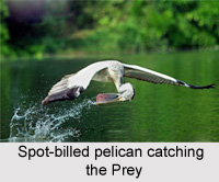 Spot-Billed Pelican, Indian Bird