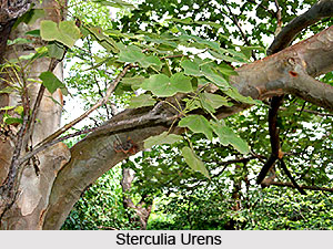 Flora of Ranthambore Tiger Reserve