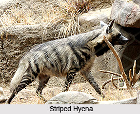 Fauna of Ranthambore Tiger Reserve