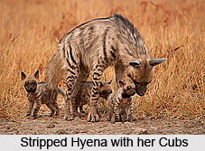 Striped Hyena, Indian Animal