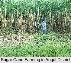Agriculture of Angul