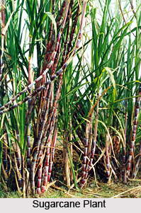 Economy of Bharatpur District, Rajasthan