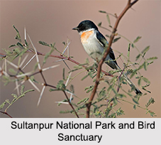 Bird Sanctuaries of Haryana