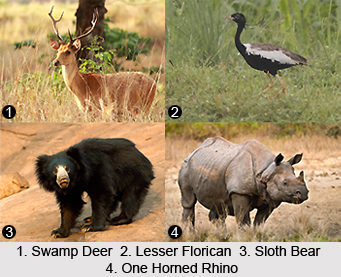 Upper Gangetic Plains Moist Deciduous Forests in India