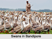 Bandipora, Bandipora District, Jammu and Kashmir