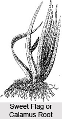 Sweet Flag or Calamus
