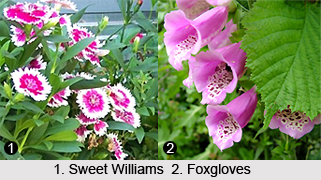 Biennial Plants in India