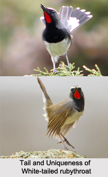 White-Tailed Rubythroat, Indian Bird