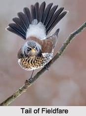 Fieldfare, Indian Bird