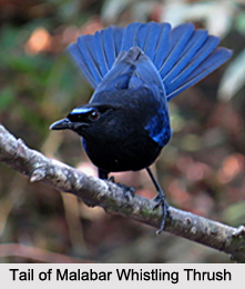 Malabar Whistling Thrush, Indian Bird