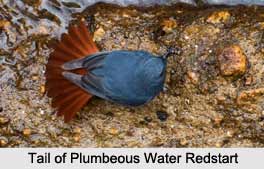 Plumbeous Water Redstart, Indian Bird