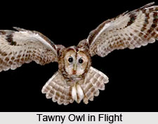 Tawny Owl, Indian Bird
