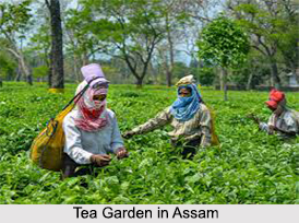Villages of Assam, Indian Village