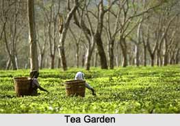 Assam, Indian state
