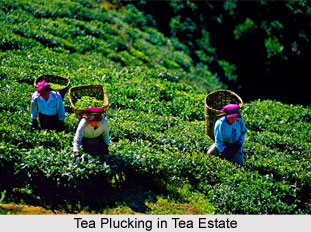Darjeeling Tea