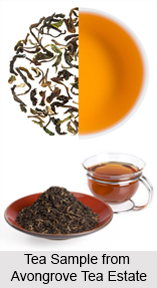 Avongrove Tea Estate