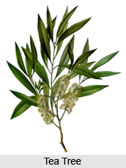 Tea Tree Oil