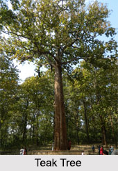 Indian Timber Trees