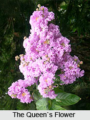 The Queen`s Flower