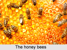 Bees, Indian Species