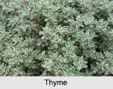 Indian Herbs