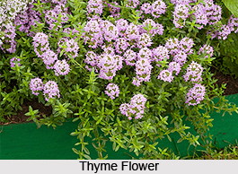 Thyme Leaves