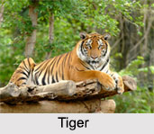 History of Indian Wildlife