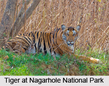Nagarhole National Park, Karnataka