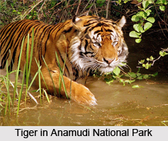 Anamudi National Park, Kerala
