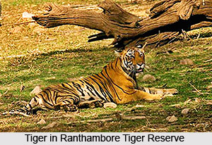 History of Ranthambore Tiger Reserve