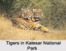 Kalesar National Park, Yamunanagar District, Haryana