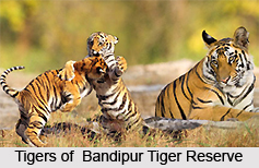 Bandipur Tiger Reserve