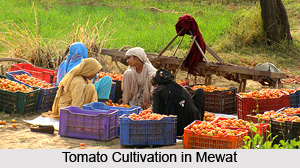 Mewat District, Haryana