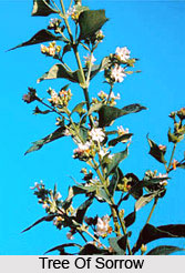 Tree Of Sorrow  , Indian Shrub
