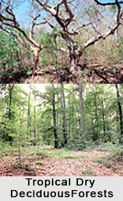 Forest Vegetation in Central and North India