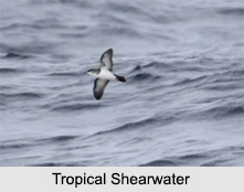 Indian Shearwaters, Indian Birds
