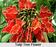 Tulip Tree