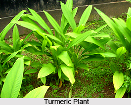 Turmeric