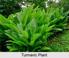 Flora of India