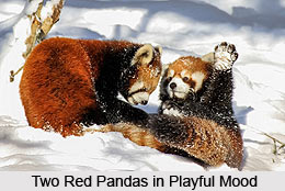 Red Panda, Indian Animal
