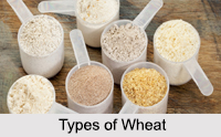 Wheat, Indian Food Crop