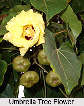 Umbrella Tree