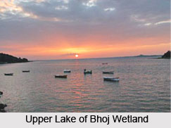 Bhoj Wetland, Bhopal, Madhya Pradesh