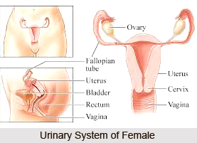 Treatments of Urinary Disorders