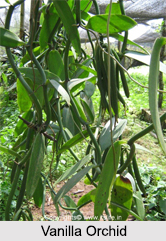 Vanilla, Types of Spice